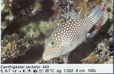 Canthigaster jactator